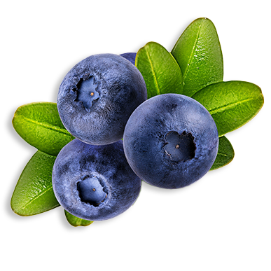 Bilberry Extract