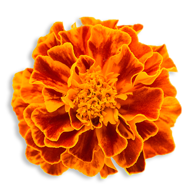 Marigold Extract