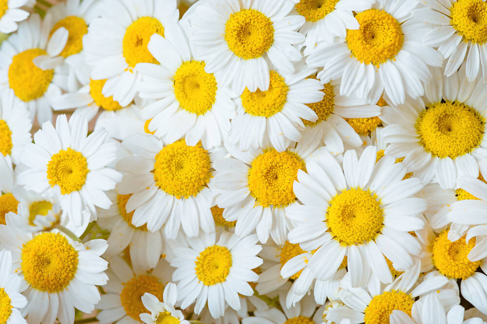 Chamomile